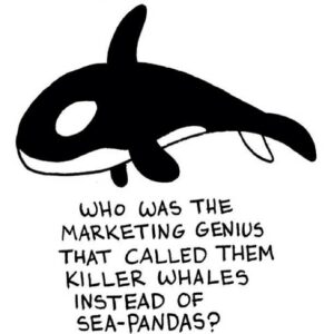 cartoon orca